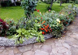 http://www.samdizajner.ru/images/cvety-na-uchastke-10.jpg